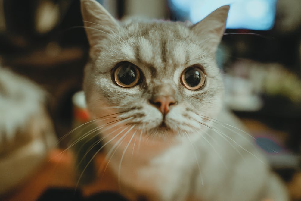 Close-Up Shot of a Cat