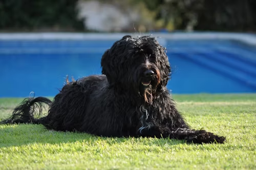 Portuguese Water Dog