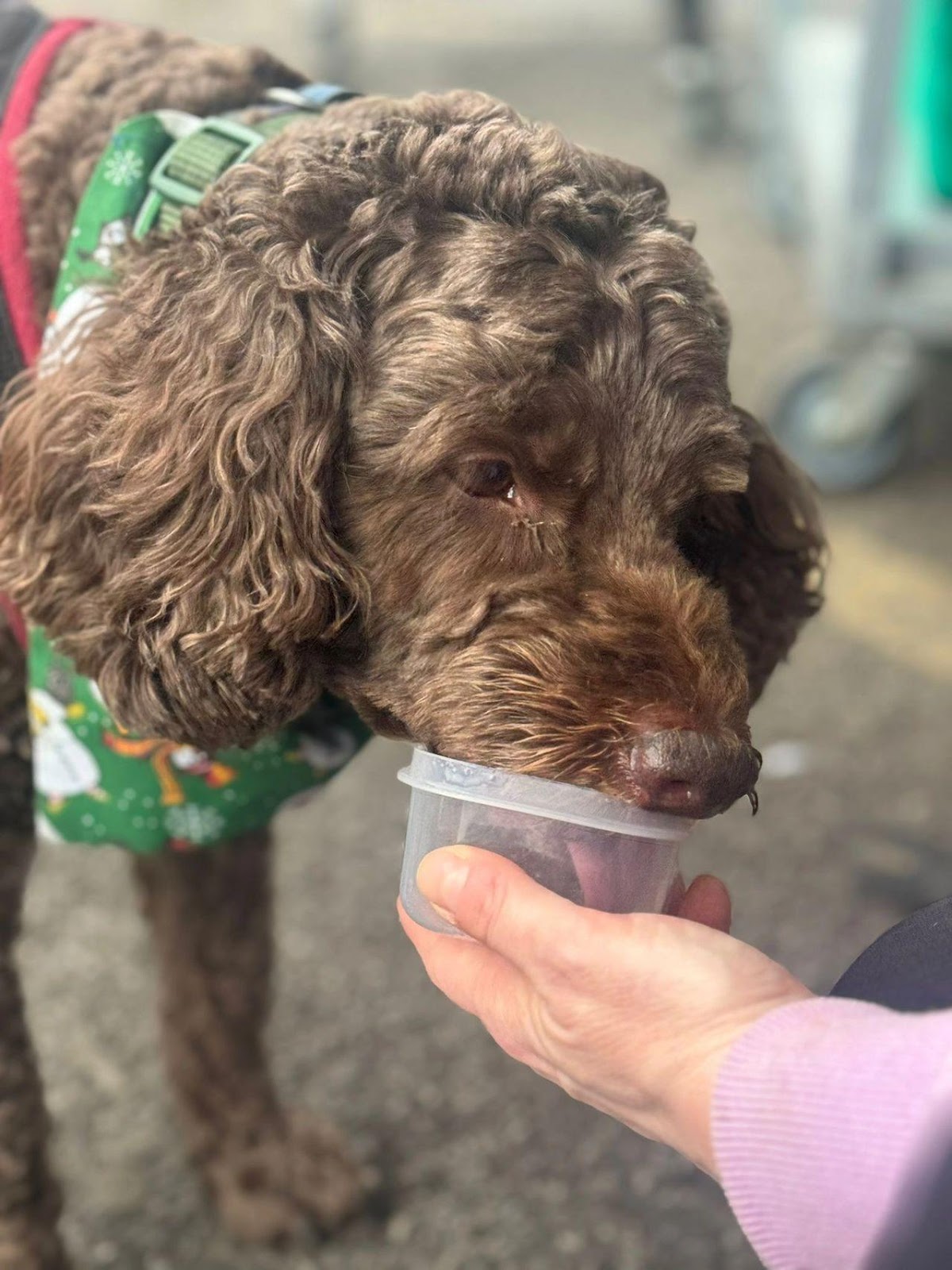 Chip being rewarded at the end of a man trail