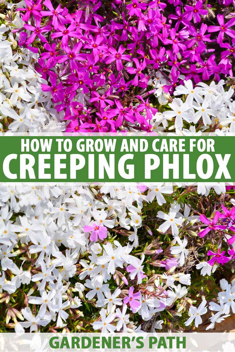 Caring for Creeping Phlox