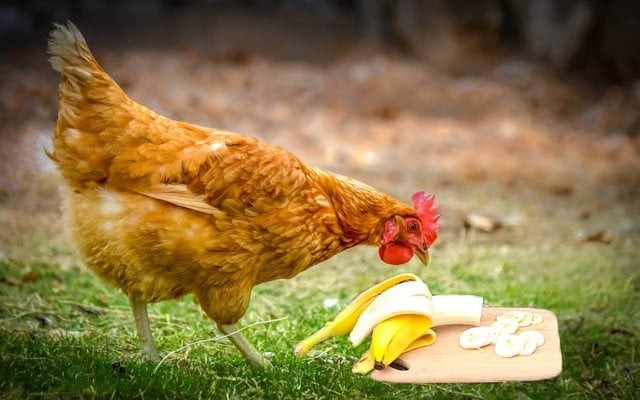 Benefits of Bananas for Chickens