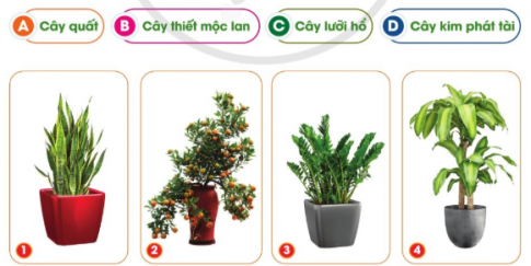 BÀI 3. MỘT SỐ LOẠI CÂY CẢNH PHỔ BIẾN