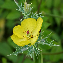 Mexican Prickly Poppy Flower