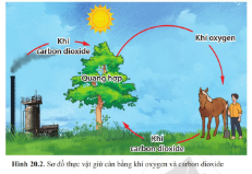 BÀI 20. VAI TRÒ CỦA THỰC VẬT TRONG ĐỜI SỐNG VÀ TRONG TỰ NHIÊN