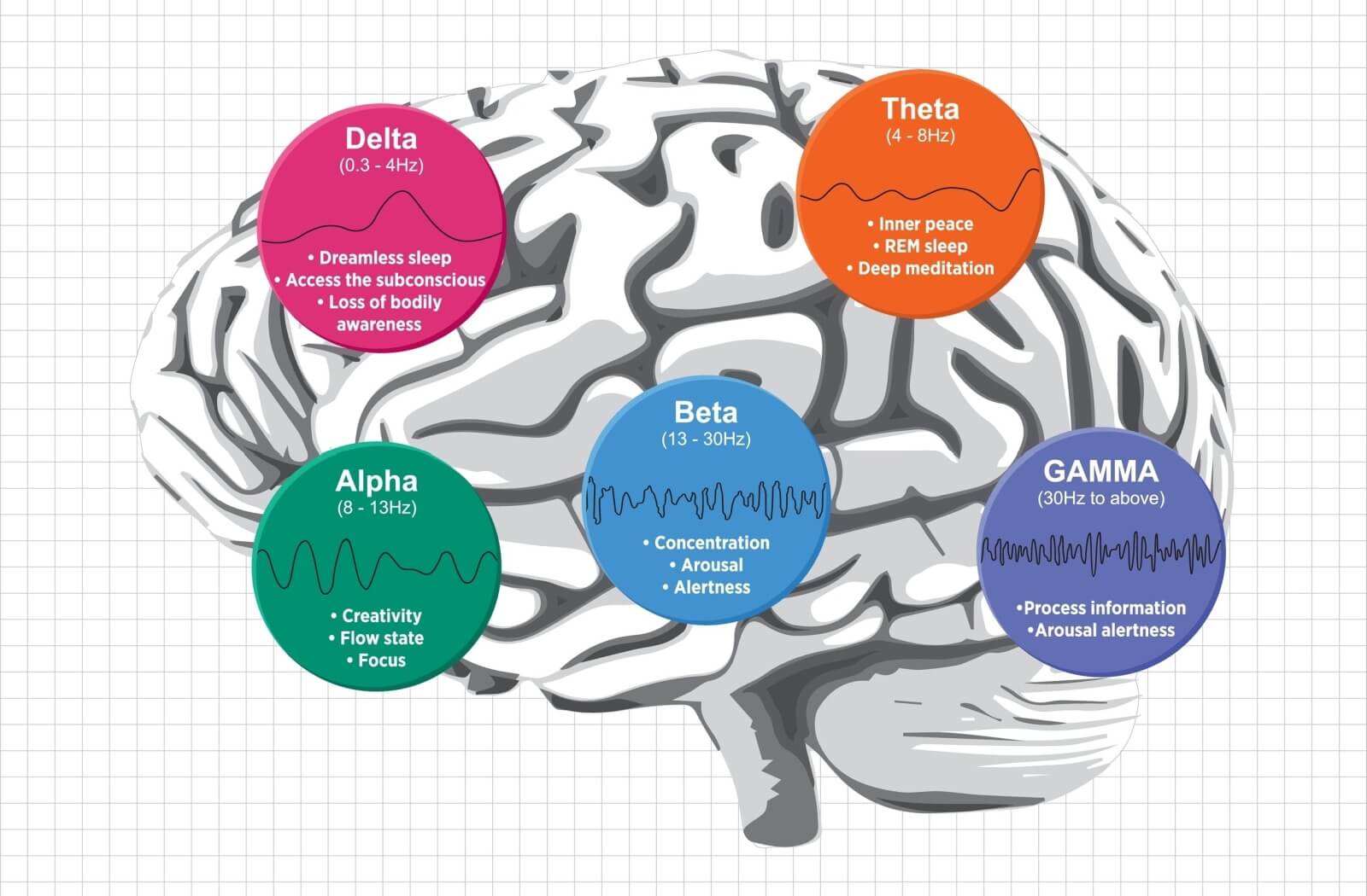 Diagram of the brain with explanations of the different brain wave frequencies.