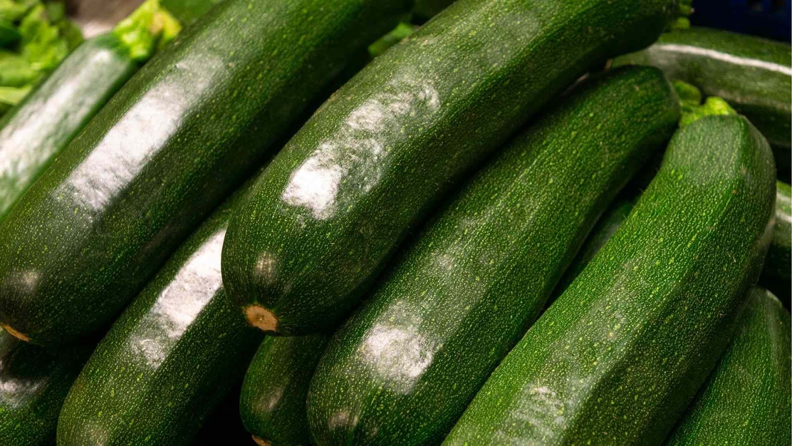 Harvesting of Zucchini and step by step guide by Farmersrathna Agri-news