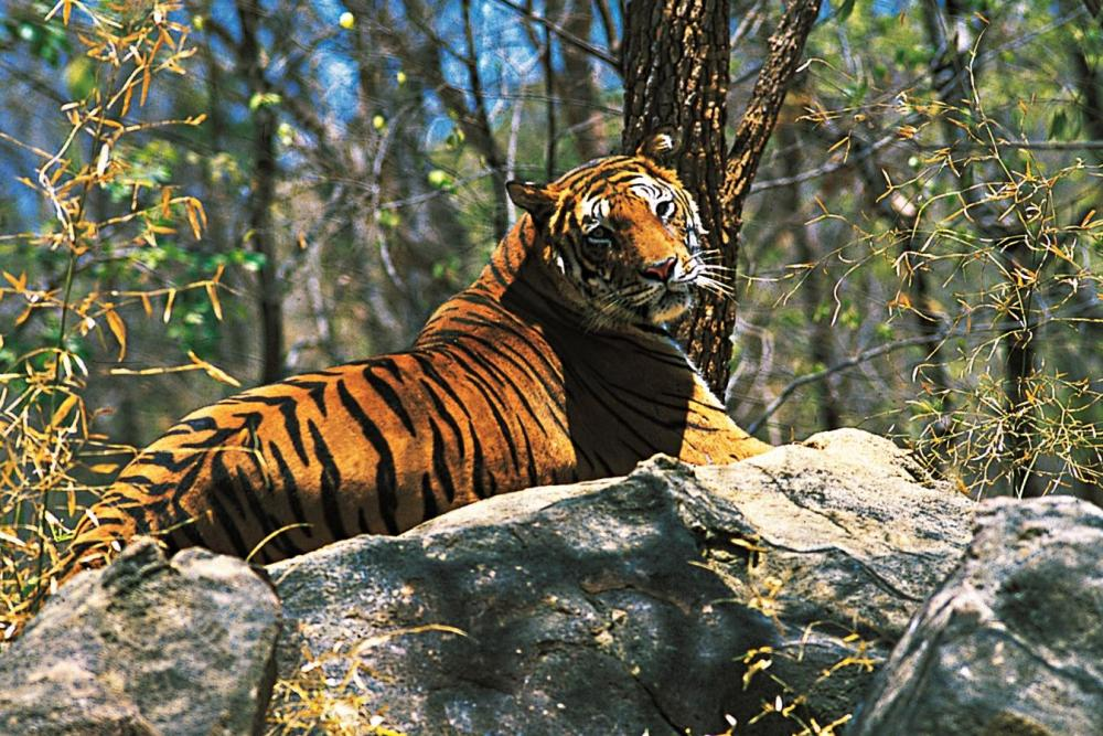  Periyar Tiger Reserve, Thekkady