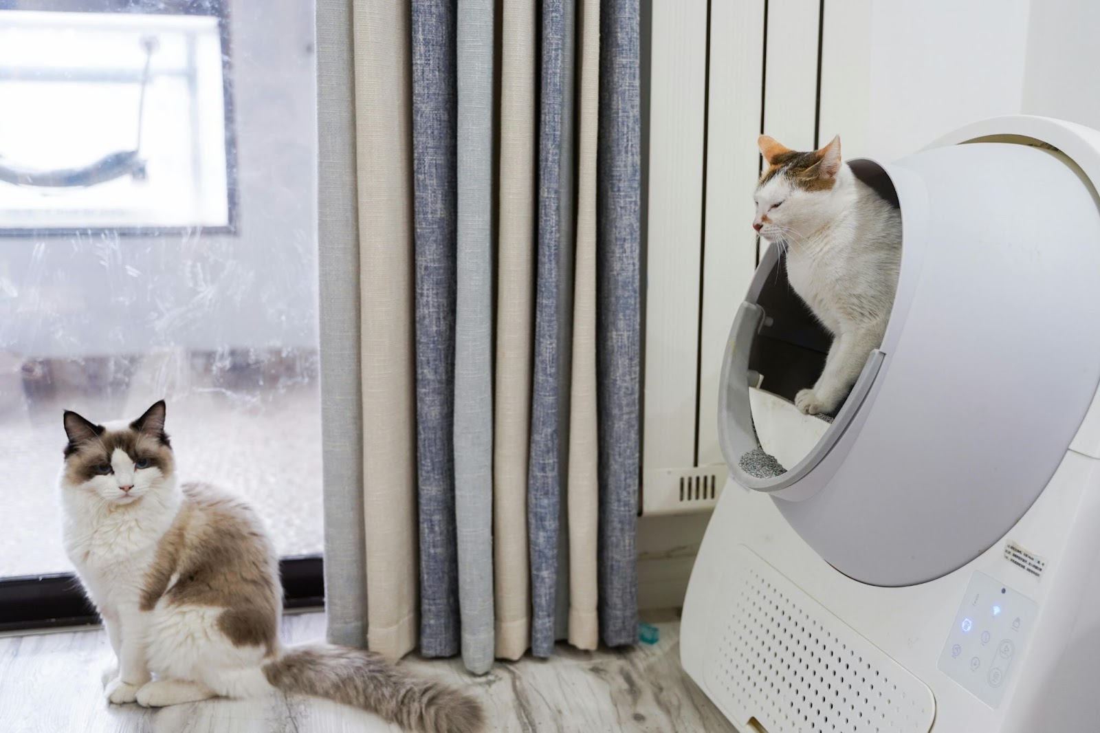 kattenbak reinigen