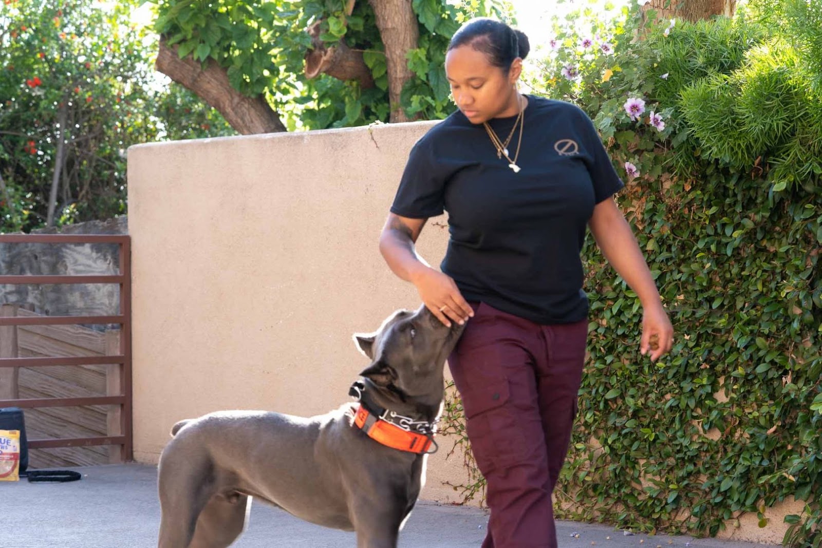 Black Dog Training: Essential Tips for Success