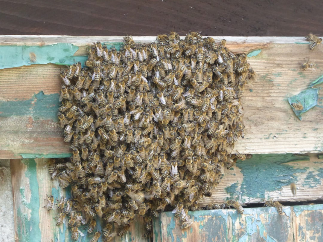 preparing home for pest control
