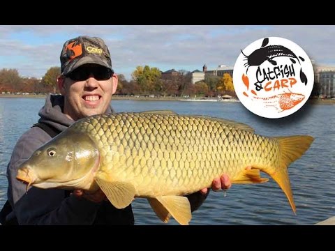 How to Catch Carp: Expert Tips for Successful Angling