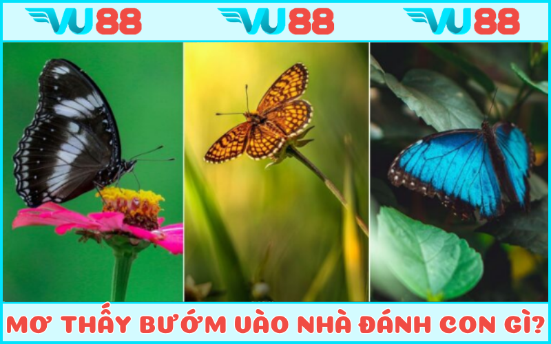 Những con số đẹp được luận giải cho giấc mơ bướm bay vào nhà