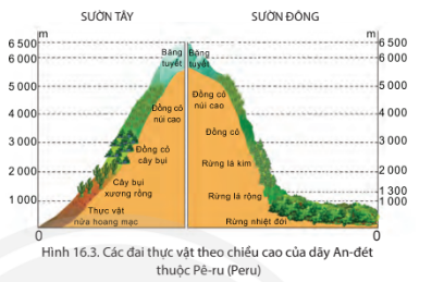 BÀI 16: THIÊN NHIÊN TRUNG VÀ NAM MỸ  Phân hóa tự nhiên theo chiều đông - tâyCâu hỏi: Quan sát hình 16.1 và đọc thông tin trong bài, em hãy trình bày sự phân hoá theo chiều đông - tây của tự nhiên khu vực Trung và Nam Mỹ.Giải nhanh:Ở Trung Mỹ, các sườn núi phía đông và các quần đảo có mưa nhiều, rừng rậm nhiệt đới phủ kín. Còn các sườn núi phía tây thì mưa ít hơn, phát triển xavan và rừng thưa, cây bụi.Ở Nam Mỹ, phân bố địa hình theo hướng đông - tây rất rõ nét:- Phía đông là các sơn nguyên:  - Sơn nguyên Guy-a-na: khí hậu nóng ẩm, rừng rậm rạp.  - Sơn nguyên Bra-xin: đất tốt nhưng khí hậu khô hạn hơn, cảnh quan rừng thưa và xavan chủ yếu.- Ở giữa là các đồng bằng:  - Đồng bằng A-ma-dôn: rộng và bằng phẳng nhất thế giới, rừng rậm bao phủ do mưa quanh năm.  - Các đồng bằng khác có mưa ít, phát triển chủ yếu là xavan và cây bụi.- Phía tây là miền núi trẻ An-đét, gồm nhiều dãy núi song song, thung lũng và cao nguyên xen kẽ, với cảnh quan khác biệt giữa sườn đông và sườn tây.Phân hóa tự nhiên theo chiều bắc - namCâu hỏi: Quan sát hình 16.2 và đọc thông tin trong bài, em hãy trình bày sự phân hoá tự nhiên của khu vực Trung và Nam Mỹ theo chiếu bắc - nam.Giải nhanh:Thiên nhiên Trung và Nam Mỹ phân hoá đa dạng theo chiều bắc - nam, có các đới khí hậu khác nhau:- Đới khí hậu xích đạo và cận xích đạo: + Phân bố: quần đảo Ăng-ti, Sơn nguyên Guy-a-na, đồng bằng La-nốt và A-ma-dôn.  + Khí hậu: nóng quanh năm, mưa nhiều hơn từ tây sang đông.  + Cảnh quan: chủ yếu là rừng nhiệt đới ẩm và xavan.- Đới khí hậu nhiệt đới:  + Phân bố: Trung Mỹ và khu vực chí tuyến Nam lục địa Nam Mỹ.  + Khí hậu: nóng quanh năm, mưa tăng từ tây sang đông.  + Cảnh quan: từ hoang mạc, cây bụi đến rừng nhiệt đới ẩm và xavan.- Đới khí hậu cận nhiệt:  + Phân bố: phía nam lục địa Nam Mỹ.  + Khí hậu: mùa hạ nóng, mùa đông ấm.  + Cảnh quan:    - Ven biển phía đông: rừng cận nhiệt và thảo nguyên rừng.  - Ven biển phía tây: hoang mạc và bán hoang mạc.- Đới khí hậu ôn đới: + Phân bố: phần cực nam lục địa Nam Mỹ.  + Khí hậu: mùa hạ mát, mùa đông không quá lạnh.  + Cảnh quan:   Vùng mưa nhiều: rừng hỗn hợp.   Vùng mưa ít: hoang mạc và bán hoang mạc.Phân hóa tự nhiên theo chiều caoCâu hỏi: Quan sát hình 16.3 và đọc thông tin trong bài, em hãy trình bày sự phân hoá tự nhiên theo chiều cao của dãy núi An-đét.Giải nhanh:Sự phân hoá tự nhiên theo chiều cao của dãy núi An-đét:- Ở dưới thấp:  + Vùng Bắc và Trung An-đét: Khí hậu nóng ẩm, rừng xích đạo xanh quanh năm.  + Vùng Nam An-đét: Khí hậu ôn hoà, rừng cận nhiệt và ôn đới phát triển. - Càng lên cao, nhiệt độ và độ ẩm thay đổi, cảnh quan tự nhiên chuyển từ rừng xích đạo xuống rừng cận nhiệt và ôn đới, cuối cùng là băng tuyết trên đỉnh núi.Luyện tập – Vận dụng