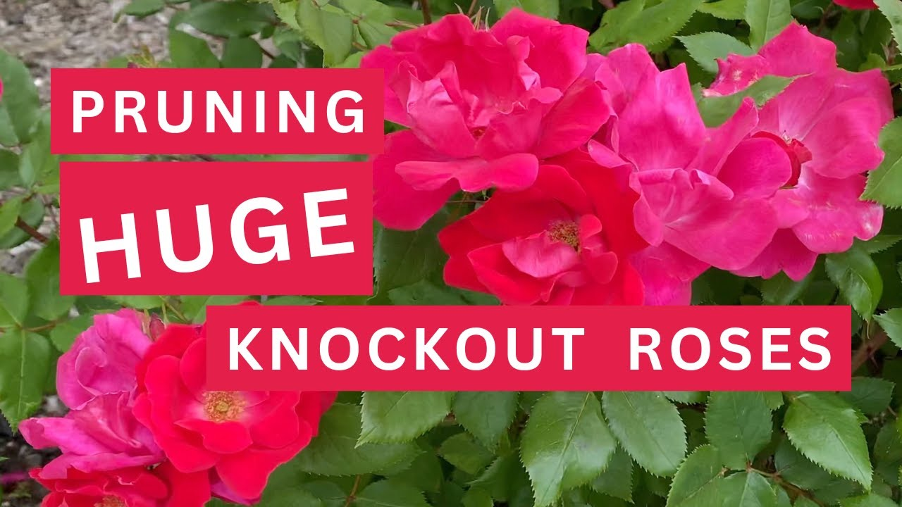 Pruning Knock Out Roses