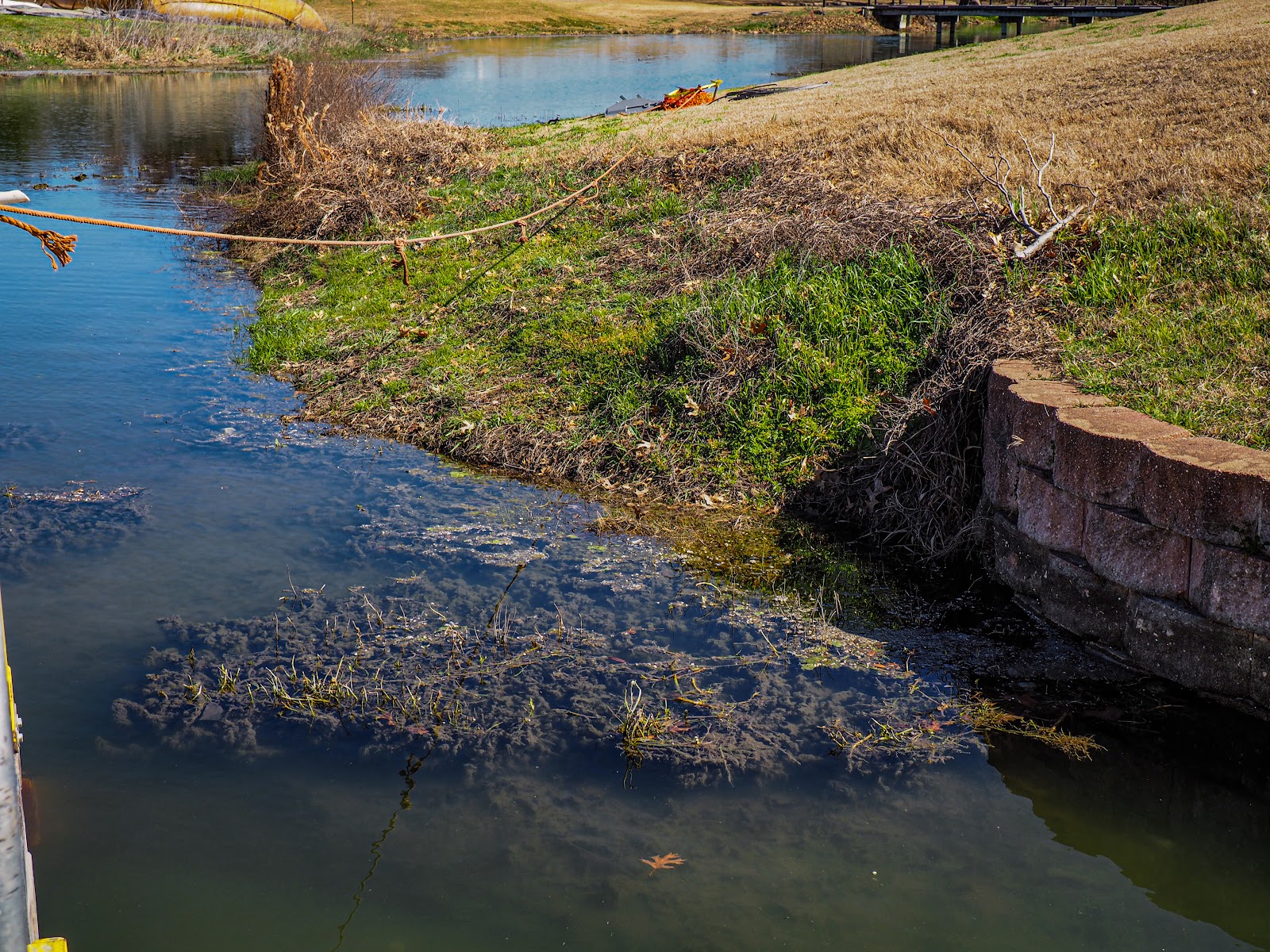 Photo of pond needing maintenance