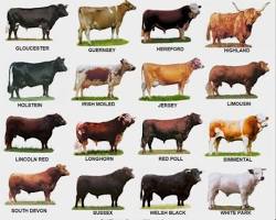 Image of Different cow breeds