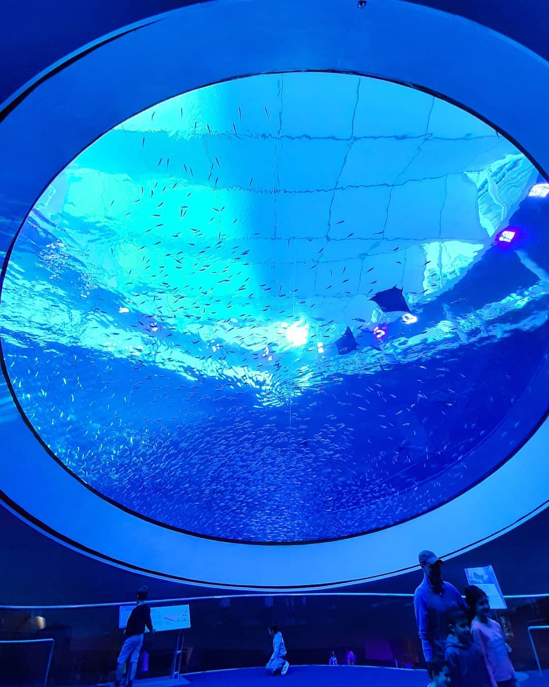 Discover the Frost Science Museum