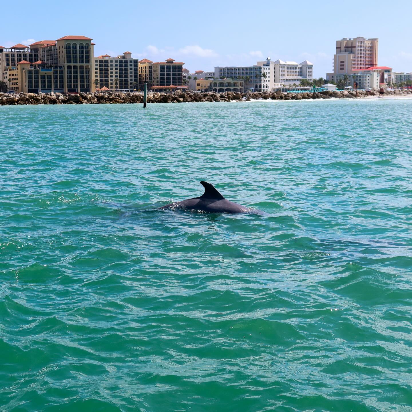 Dolphin Watching by Boat
