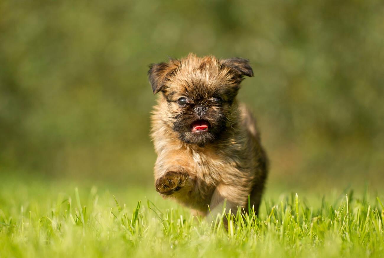 Brussels Griffon