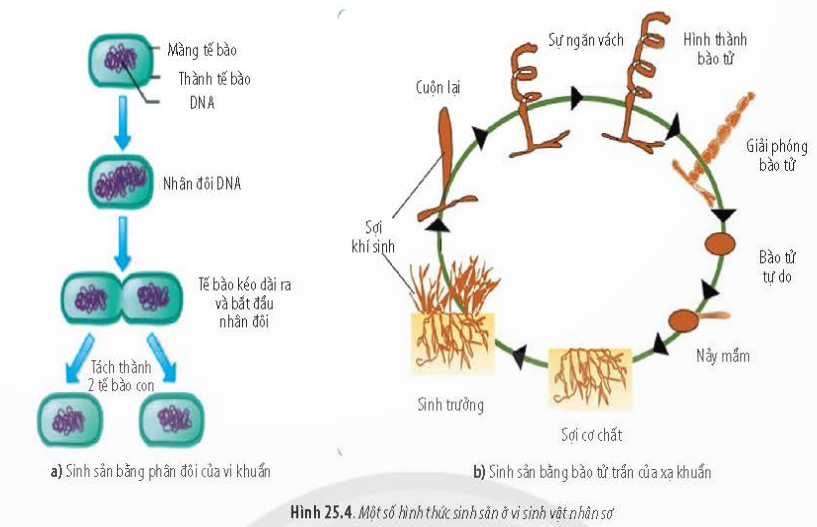 BÀI 25 - SINH TRƯỞNG VÀ SINH SẢN Ở VI SINH VẬTMỞ ĐẦUCâu 1: Hãy đọc những thông tin in trên phần nắp để tìm hiểu cách bảo quản và thành phần vi khuẩn có trong hộp sữa chua. Vào mùa hè, một số cửa hàng tạp hóa để các lốc sữa chua trên kệ ở nhiệt độ thường (khoảng 28 – 30oC). Một vài hộp sữa chua có hiện tượng phồng nắp lên. Hãy nhận xét cách bảo quản sữa chua của cửa hàng tạp hóa trên và giải thích vì sao nắp hộp sữa bị phồng lên.Đáp án chuẩn:- Cửa hàng tạp hóa sai khi bảo quản sữa chua ở nhiệt độ phòng thay vì ở nhiệt độ từ 6oC – 8oC như ghi trên nắp hộp.- Nắp hộp sữa chua bị phồng lên do vi khuẩn lactic trong sản phẩm tiếp tục hoạt động ở nhiệt độ cao (28 – 30oC), tạo ra lactic acid và khí CO2, làm cho nắp hộp bị phồng.I. KHÁI NIỆM SINH TRƯỞNG Ở VI SINH VẬTCâu 1: Dựa vào Hình 25.2, hãy nhận xét số lượng tế bào vi khuẩn E. coli sau mỗi lần phân chia. Từ đó hãy cho biết khái niệm sinh trưởng ở sinh vật.Đáp án chuẩn:  - Số lượng tế bào vi khuẩn E. coli tăng gấp đôi sau mỗi lần phân chia.- Sinh trưởng ở sinh vật là sự gia tăng số lượng cá thể trong quần thể sinh vật.Câu 2: Vì sao nói sinh trưởng ở vi sinh vật là sinh trưởng của quần thể?Đáp án chuẩn:Vi sinh vật với kích thước nhỏ khó nhận ra sự gia tăng về kích thước và khối lượng, do đó ta cần xem xét trên phạm vi quần thể để đánh giá.Luyện tập: Hãy so sánh sự sinh trưởng của quần thể vi sinh vật với sự sinh trưởng của các sinh vật đa bào.Đáp án chuẩn:Tiêu chíSinh trưởng củaquần thể vi sinh vậtSinh trưởng củasinh vật đa bàoGiống nhauĐều có bản chất là sự gia tăng số lượng tế bào nhờ quá trình phân bào.Khác nhauLà sự gia tăng số lượng tế bào của quần thể vi sinh vật.Là sự gia tăng kích thước và khối lượng của một cơ thể.II. SINH TRƯỞNG CỦA QUẦN THỂ VI SINH VẬTCâu 3: Đọc thông tin trên và quan sát hình 25.3, hãy trình bày đặc điểm các pha sinh trưởng của quần thể vi khuẩn trong nuôi cấy không liên tục.Đáp án chuẩn: 1. Pha tiềm phát: Sự trao đổi chất và sinh trưởng của quần thể vi khuẩn trong môi trường nuôi cấy không liên tục.2. Pha lũy thừa: Sự sinh trưởng mạnh mẽ và tốc độ phân chia của vi khuẩn đạt tối đa nhờ vào nguồn dinh dưỡng dồi dào.3. Pha cân bằng: Vi khuẩn sinh ra với tốc độ bằng số lượng vi khuẩn chết do sự giảm dần của nguồn dinh dưỡng.4. Pha suy vong: Sự tăng dần số lượng vi khuẩn chết do cạn kiệt nguồn dinh dưỡng và tích lũy chất độc hại.Câu 4: Hãy vẽ và giải thích đường cong sinh trưởng trong nuôi cấy liên tục.Đáp án chuẩn:- Ở pha tiềm phát, đường cong sinh trưởng thể hiện sự bắt đầu của quá trình nuôi cấy, với số lượng tế bào sống bằng số lượng tế bào chết.- Ở pha lũy thừa, đường cong sinh trưởng tăng mạnh khi mật độ tế bào tăng, đạt cực đại vào cuối pha.- Ở pha cân bằng, đường cong sinh trưởng thẳng do mật độ tế bào ít thay đổi. Dinh dưỡng khan hiếm dần nên số lượng tế bào sinh ra bằng số lượng tế bào chết.- Ở pha suy vong, đường cong sinh trưởng giảm do dần cạn kiệt dinh dưỡng và tích lũy chất độc hại, dẫn đến số lượng tế bào chết nhiều hơn số lượng tế bào sinh ra.Luyện tập: Hãy so sánh sự sinh trưởng của quần thể vi khuẩn trong nuôi cấy liên tục và không liên tụcĐáp án chuẩn:- Giống nhau: Quần thể vi khuẩn trong cả hai môi trường nuôi cấy liên tục và không liên tục trải qua ba giai đoạn: pha tiềm phát, pha lũy thừa và pha suy vong.- Khác nhau: Trong môi trường nuôi cấy không liên tục, khi dinh dưỡng cạn kiệt, quần thể vi khuẩn giảm dần (pha suy vong). Trái lại, trong môi trường nuôi cấy liên tục, do dinh dưỡng được cung cấp liên tục, quần thể vi khuẩn được duy trì và có thể tăng lên ở giai đoạn pha cân bằng, không gặp pha suy vong.III. MỘT SỐ HÌNH THỨC SINH SẢN Ở SINH VẬTCâu 5: Đọc thông tin trong mục III và quan sát Hình 25.4, 25.5, hãy phân biệt các hình thức sinh sản của vi sinh vật nhân sơ và vi sinh vật nhân thực.Đáp án chuẩn:* Hình thức nhân đôi:  - Có ở cả sinh vật nhân sơ và nhân thực.  - Phân tử DNA của tế bào mẹ nhân đôi, kéo dài và tách thành hai phần bằng nhau để tạo ra hai cơ thể con.* Hình thức bào tử vô tính:  - Có ở cả sinh vật nhân sơ và nhân thực.  - Bào tử nảy mầm khi có điều kiện thuận lợi, tạo thành cơ thể mới.  - Ở sinh vật nhân sơ: ADN nhân đôi nhiều lần, tạo thành dãy bào tử, mỗi bào tử chứa một bản sao ADN.  - Ở sinh vật nhân thực: Tế bào nguyên phân nhiều lần để tạo ra các bào tử độc lập.* Hình thức nảy chồi:  - Chỉ có ở sinh vật nhân thực.  - Bộ nhiễm sắc thể của tế bào mẹ nhân đôi và tạo thành hai nhân.  - Tế bào mẹ mọc thành u lồi, một nhân, và tế bào chất di chuyển vào u lồi để tạo thành chồi.  - Chồi có thể dính liền với cơ thể mẹ để tạo thành tập đoàn hoặc tách ra để tạo thành cơ thể mới.* Hình thức bào tứ hữu tính:  - Chỉ có ở sinh vật nhân thực.  - Giảm phân để tạo ra giao tử khác giới, sau đó kết hợp hai loại giao tử để tạo ra cơ thể mới.Câu 6: Quan sát hình 25.5c, hãy cho biết trong vòng đời của nấm sợi tồn tại những hình thức sinh sản nào.Đáp án chuẩn:- Sinh sản hữu tính và sinh sản vô tính. IV. CÁC YẾU TỐ ẢNH HƯỞNG ĐẾN SINH TRƯỞNG CỦA VI SINH VẬTCâu 7: Hãy trình bày các yếu tố ảnh hưởng đến sinh trưởng của vi sinh vật.Đáp án chuẩn:1. Các chất dinh dưỡng:  - Bao gồm carbohydrate, protein, nguyên tố đa lượng (C, H, O, N, P) và vi lượng (Zn, Mn, Mo), các nhân tố sinh trưởng như vitamin, amino acid. - Ảnh hưởng đến quá trình chuyển hóa vật chất và năng lượng.2. Chất sát khuẩn: - Ví dụ: ethanol, phenol, các chất oxi hóa mạnh. - Tiêu diệt hoặc ức chế vi sinh vật gây bệnh bằng cách biến tính hoặc bất hoạt protein, phá hủy cấu trúc màng.3. Chất kháng sinh: - Tiêu diệt hoặc ức chế vi sinh vật bằng cách ức chế tổng hợp protein, thành tế bào.4. pH:- Ảnh hưởng đến tính thấm của màng và hoạt động chuyển hóa vật chất.5. Nhiệt độ:- Ảnh hưởng đến tốc độ các phản ứng sinh hóa trong tế bào. - Vi sinh vật chia thành bốn nhóm: ưa lạnh, ưa ẩm, ưa nhiệt, ưa siêu nhiệt.6. Độ ẩm: - Ảnh hưởng đến tốc độ các phản ứng sinh hóa trong tế bào. - Các loài sinh vật khác nhau yêu cầu độ ẩm khác nhau: vi khuẩn (độ ẩm cao), nấm mốc và nấm men (độ ẩm thấp).7. Áp suất thẩm thấu: - Ảnh hưởng đến sự hấp thụ các chất hóa học, đặc biệt là các chất dinh dưỡng cần thiết.8. Ánh sáng: - Ảnh hưởng đến quá trình hấp thu năng lượng ánh sáng của các sinh vật quang tự dưỡng và quang dị dưỡng, sự hình thành bào tử, chuyển động hướng sáng. - Tia sáng có bước sóng ngắn có thể ức chế hoặc tiêu diệt vi khuẩn bằng cách gây đột biến, biến tính protein.Luyện tập: Hãy kể tên các chất sát khuẩn thường được dùng trong gia đình và trường học. Xà phòng có phải chất sát khuẩn không? Tìm các ví dụ về việc sử dụng các yếu tố vật lí để tiêu diệt hoặc ức chế vi sinh vật trong bảo quản thức ăn.Đáp án chuẩn:1. Các chất sát khuẩn thường dùng: cồn iod, ethanol, formaldehyde 2%, thuốc kháng sinh, oxy già, thuốc tím.2. Xà phòng không phải chất diệt khuẩn, chỉ làm sạch vi sinh vật.3. Các yếu tố vật lí để tiêu diệt vi sinh vật trong bảo quản thực phẩm:   - Tăng nhiệt độ: đun sôi, sấy khô.   - Hạ thấp nhiệt độ: bảo quản tủ lạnh.   - Tạo pH thấp: muối dưa cà, làm sữa chua.   - Phơi nắng: phơi cá khô.   - Tạo áp suất thấm thấu cao: ngâm hoa quả, ủ muối.V. Ý NGHĨA CỦA KHÁNG SINH VÀ TÁC HẠI CỦA VIỆC LẠM DỤNG KHÁNG SINHCâu 8: Hãy nêu ý nghĩa của việc sử dụng kháng sinh để ức chế hoặc tiêu diệt vi sinh vật gây bệnh.Đáp án chuẩn:- Kháng sinh có khả năng tiêu diệt hoặc ức chế vi sinh vật gây bệnh ngay cả ở nồng độ thấp như penicillin, cephalosporin, aminosid, tetracycline, aminoglycoside. - Điều này được áp dụng trong điều trị các bệnh do vi sinh vật gây ra ở người và động vật nuôi, giúp nâng cao sức khỏe và giảm tỉ lệ tử vong, đồng thời phát triển ngành chăn nuôi gia súc, gia cầm và thuỷ sản.Luyện tập: Ý kiến của em như thế nào về tình trạng người dân tự ý đi mua thuốc kháng dinh về điều trị bệnh cho người và gia súc?Đáp án chuẩn:Người dân tự ý mua thuốc kháng sinh về điều trị bệnh cho người và gia súc là sai. Vì khi không có chỉ dẫn về thuốc, người dân có thể sử dụng sai thuốc, sai nồng độ dẫn đến kháng sinh không có hiệu quả và có thể gây ra sự nhờn kháng sinh, khiến con người và gia súc không những không trị được bệnh mà còn có thể gây ra các bệnh khác.Vận dụng: Hãy đề xuất các biện pháp sử dụng thuốc kháng sinh hợp lí?Đáp án chuẩn:- Tìm hiểu về loại bệnh và tình trạng sức khỏe của bệnh nhân để sử dụng thuốc kháng sinh một cách hợp lý.- Tham khảo ý kiến của các bác sĩ, chuyên gia để sử dụng đúng loại thuốc, đúng liều lượng và thời gian cần thiết.- Chỉ sử dụng kháng sinh khi thực sự cần thiết để điều trị nhiễm khuẩn.- Tuân thủ đầy đủ thời gian sử dụng thuốc kháng sinh theo quy định.- Chỉ kết hợp nhiều loại kháng sinh khi thực sự cần thiết.BÀI TẬP