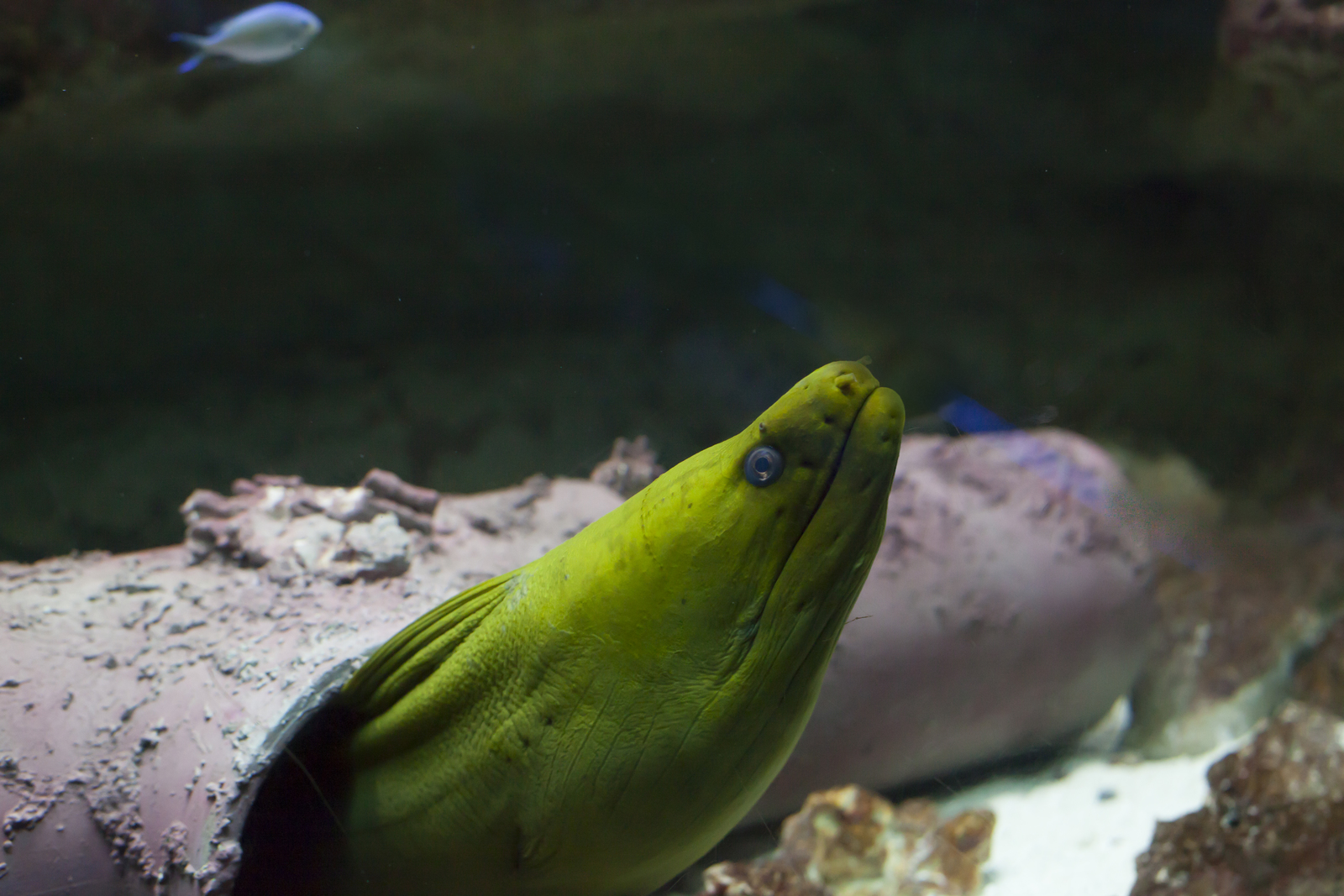 green moray eel