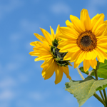 flowers name in punjabi with images
