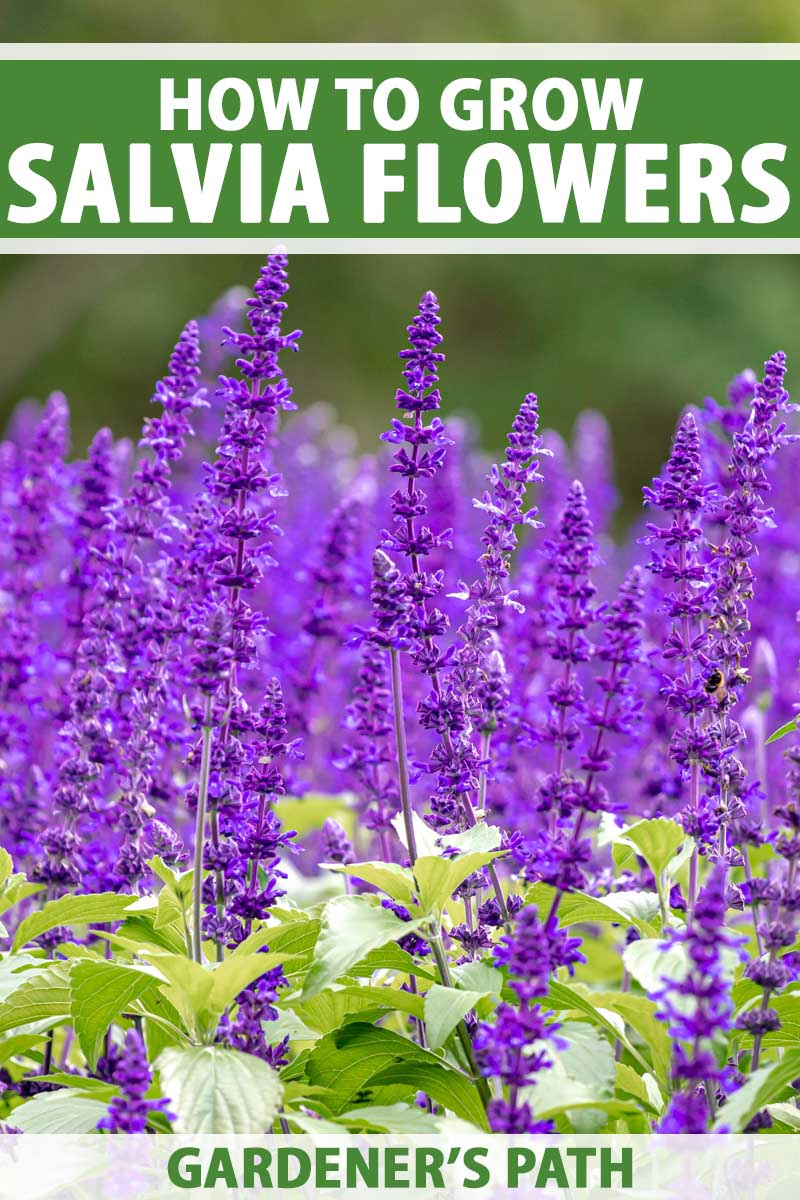 How to Grow Salvia in the Garden