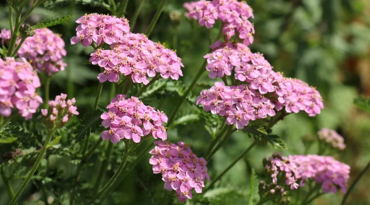 Yarrow Care and Maintenance Practices