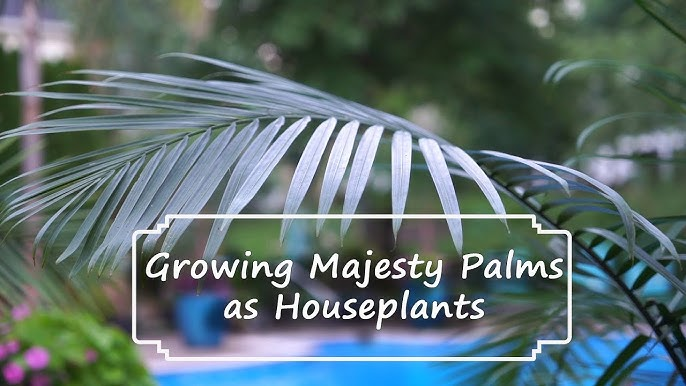 Benefits of Growing Majesty Palm