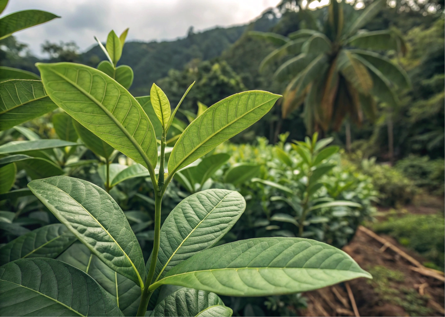 Coca (Erythroxylum coca)