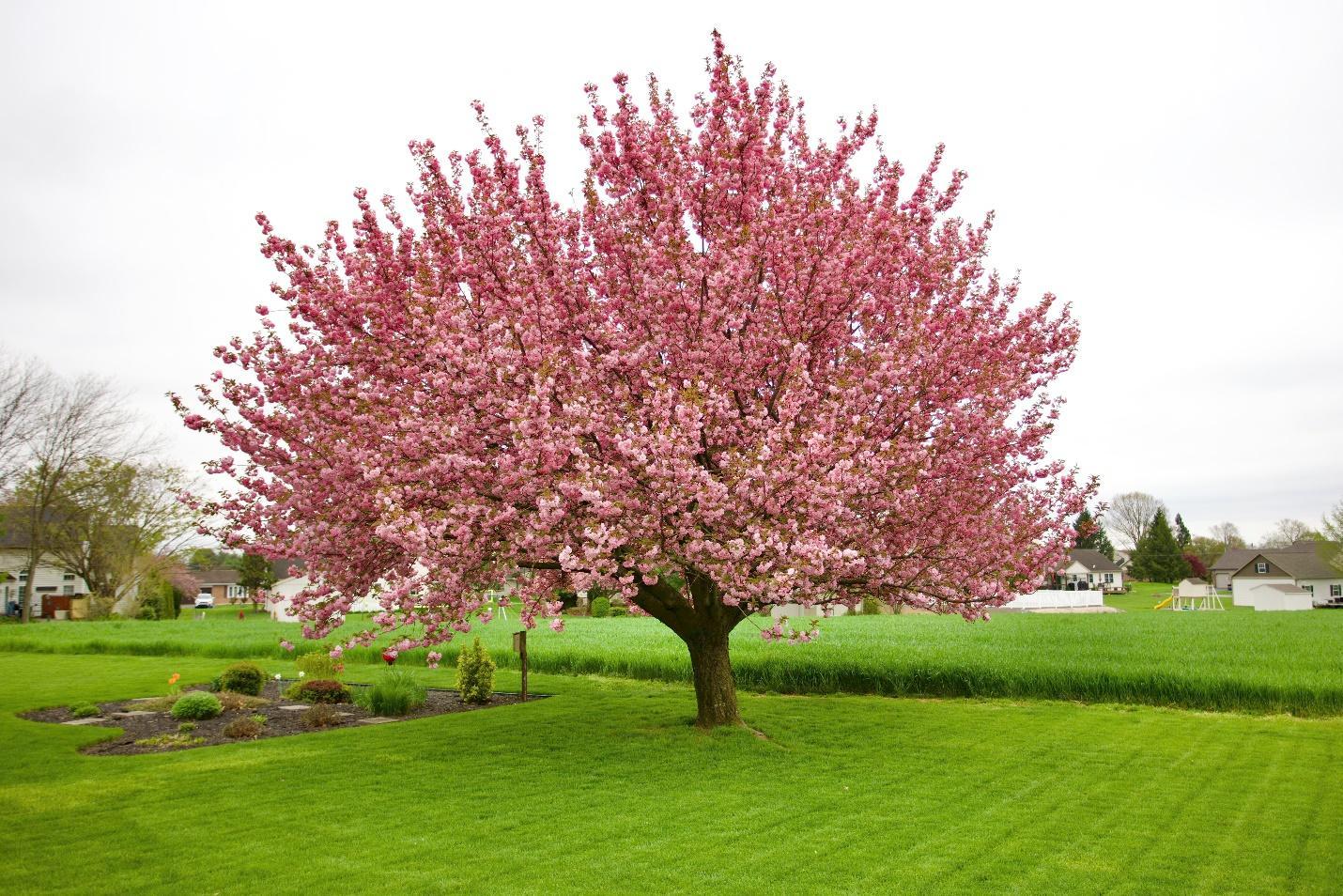 A Kwanzan Flowering Cherry on a lush green plain.