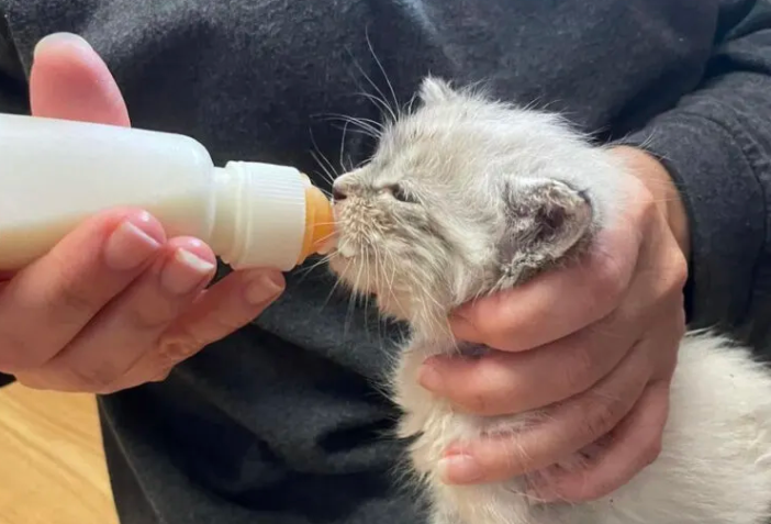 Tornado Cats Show Physical Recovery Progress