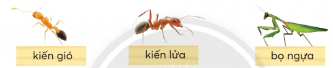 CHỦ ĐỀ 5: ƯỚC MƠ TUỔI THƠBÀI 3: CHUYỆN XÂY NHÀKHỞI ĐỘNGTrao đổi với bạn nơi ở các con vật trong những bức tranh bên dưới:Giải nhanh:Con dế: Sống trong hang dưới lòng đất.Con cá: Sống dưới nước.Con ốc sên: Sống trên cạn.KHÁM PHÁ VÀ LUYỆN TẬP1) Đọc và trả lời câu hỏi:Câu 1: Đọc các dòng thơ nêu thắc mắc của bạn nhỏ khi nhìn ngắm khu vườn.Câu 2: Tìm hình ảnh cho biết nhà hoặc nơi ở của mỗi con vột dưới đây:Câu 3: Nhà của đom đóm có gì đẹp?Câu 4: Nếu có thể tự xây được một ngôi nhà, em sẽ xây ngôi nhà đó ở đâu? Vì sao?* Học thuộc lòng 2 - 3 khổ thơ em thích. Giải nhanh: Câu 1:  Cả khu vườn mênh mông sao chỉ toàn nhà nhỏ?