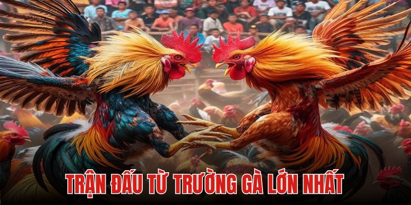 Đá gà 79king từ các trường gà lớn nhất thế giới