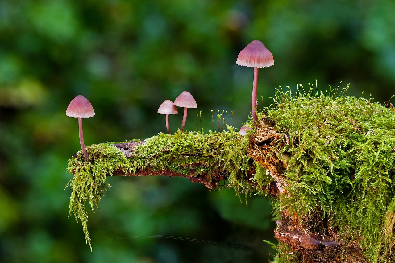 Small pink mushrooms growing on a moss-covered tree branch in a lush green forest background.
