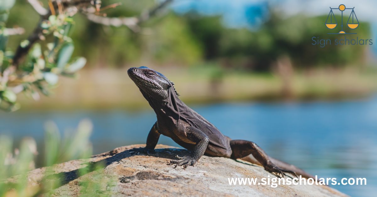 The Enigma of the Black Lizard