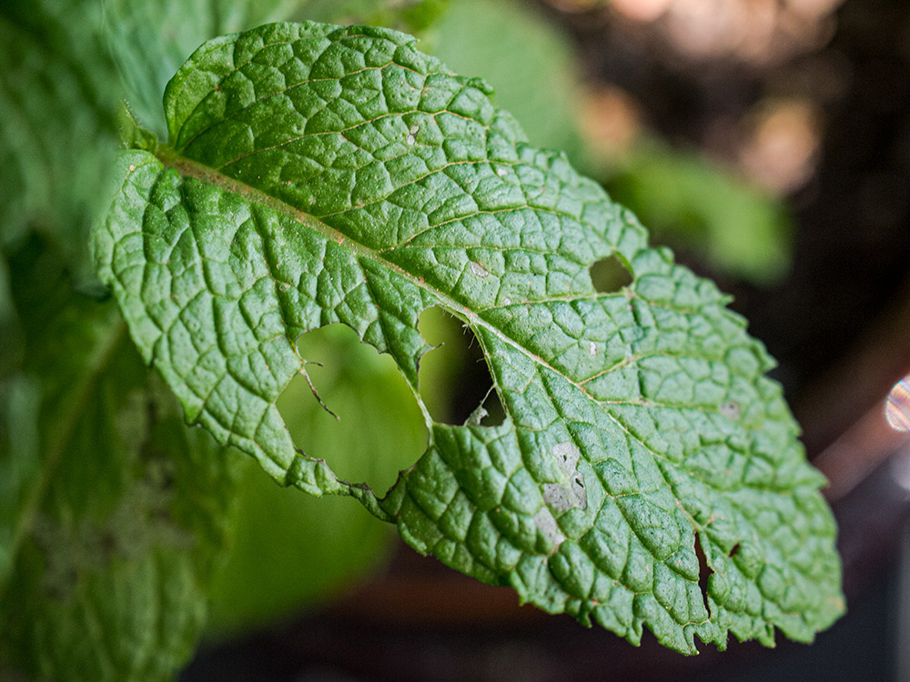 Common Diseases Affecting Mint Plants