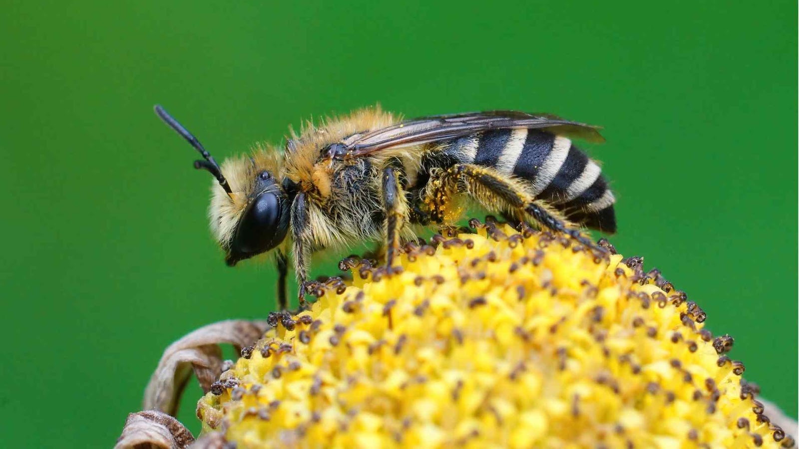 Greenhouse crop pollination with bees from Farmersrathna Agri-news