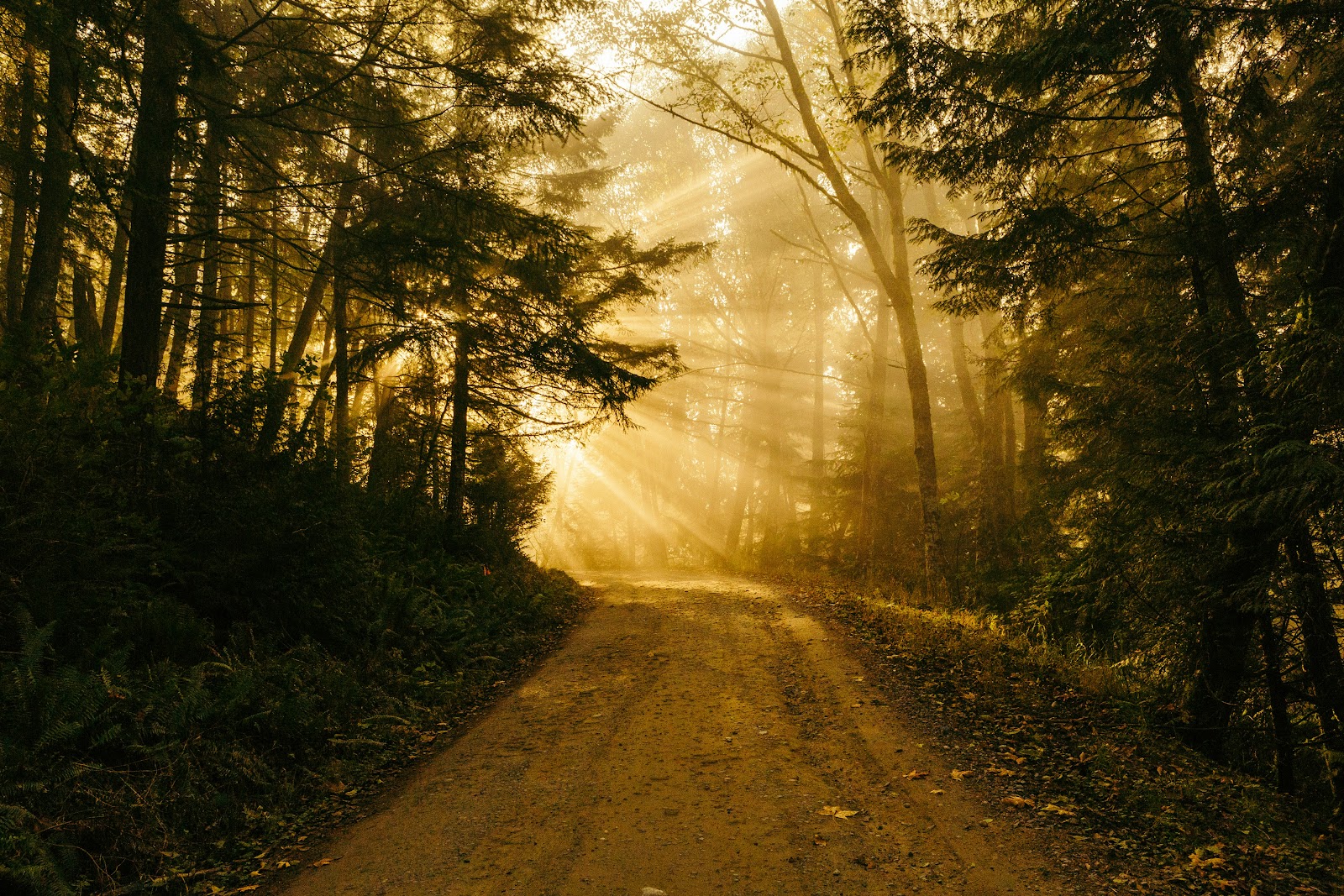 SEO Path Forward