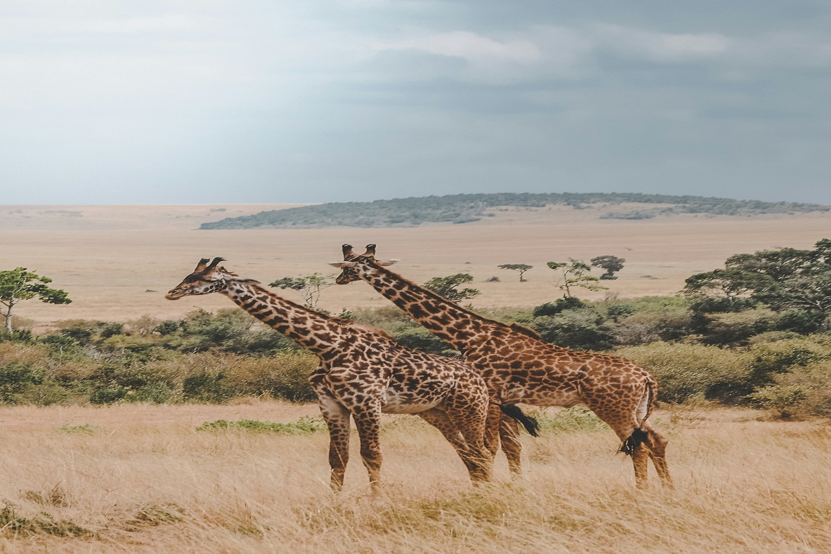 Nairobi Safari Walk
nairobi east