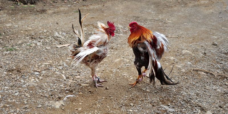 Cách tham gia đá gà cựa dao thắng lớn