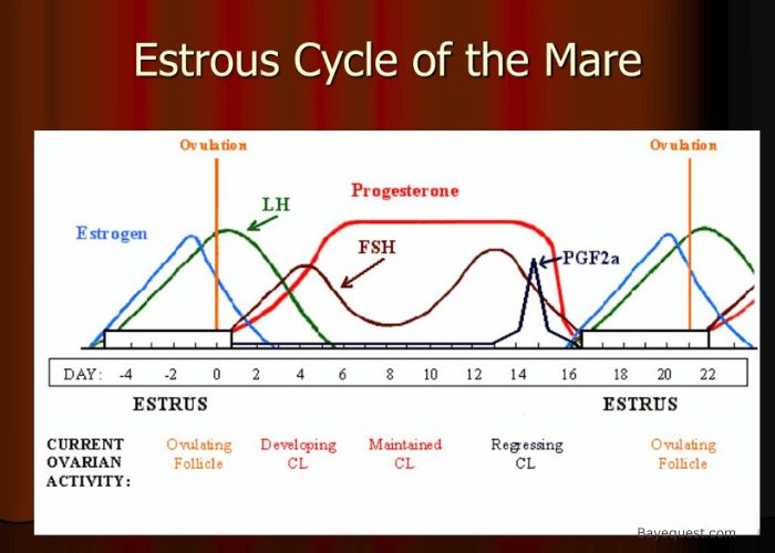 Phases of the Estrous Cycle in Mares