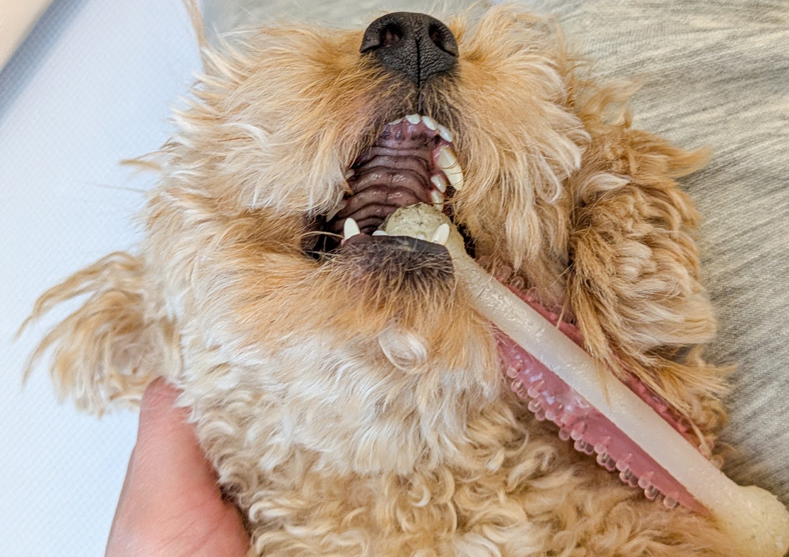 仰向けで歯磨きおもちゃをくわえる犬