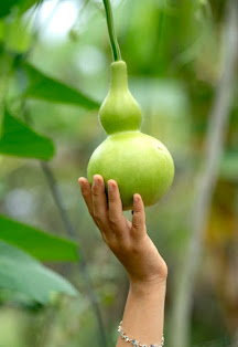 Keep - in - Mind - That - Bottle - Gourd - and - Its - Benefits - For - Different - Diseases