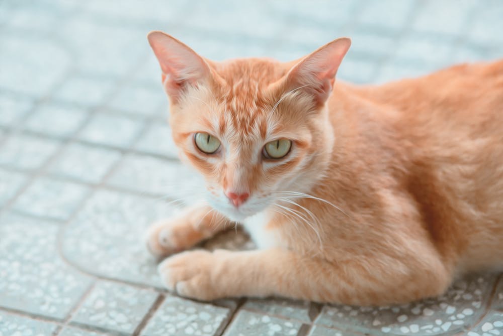 Orange Tabby Cat Lying on Floor
