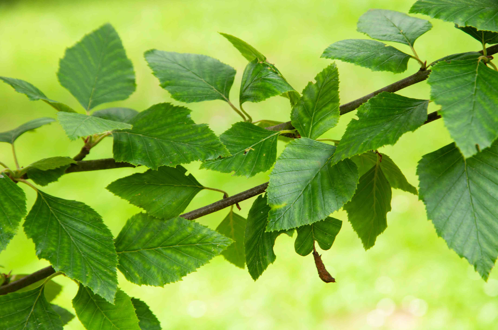  River Birch