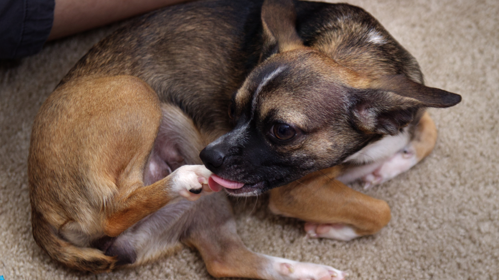 why do dogs lick their feet