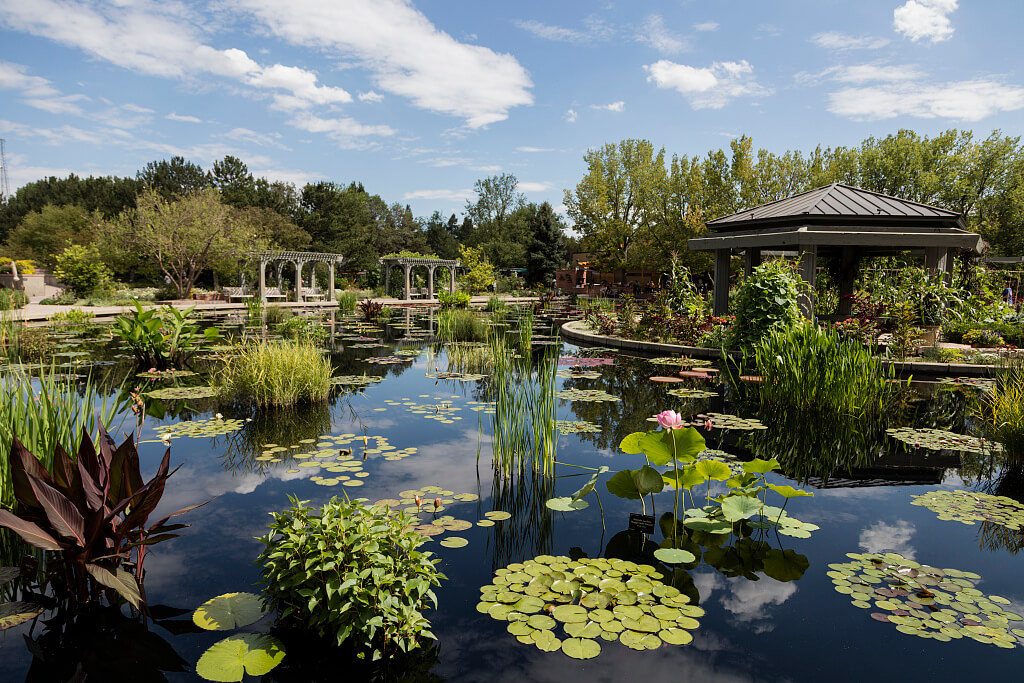 A pond at Denver Botanic Gardens