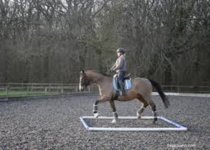 Horse Pole Exercises