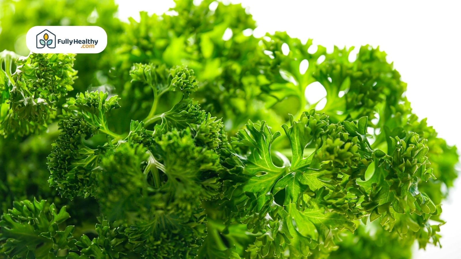 Close-up of fresh parsley leaves with vibrant green color.